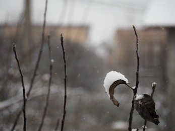 lonely leaf covered with snow