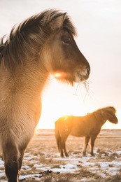 the icelandic horse