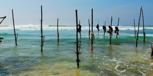 srilankan fisherman fishing sitting on stilt