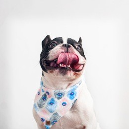 
happy, curious dog french bulldog, isolated on a white background