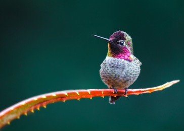anna's hummingbird (calypte anna) spotted outdoors in san francisco