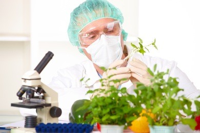 researcher holding up a gmo vegetable. genetically modified organism or geo here transgenic plant is an plant whose genetic material has been altered using genetic engineering techniques