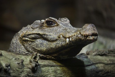 dwarf crocodile (osteolaemus tetraspis), also known as the african dwarf crocodile.