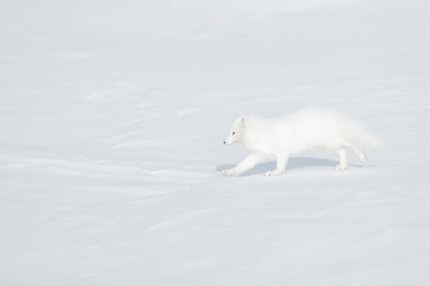 polar fox in habitat, winter landscape, svalbard, norway. beautiful animal in snow. running white fox. wildlife action scene from nature, vulpes lagopus, in the nature habitat. cold winter with fox. 
