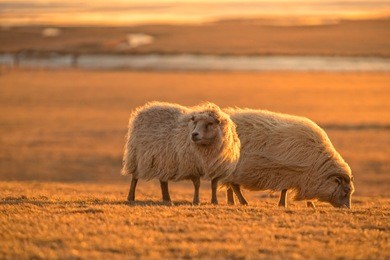 two icelandic sheep in sunset light. iconic symbol of iceland fauna, tourist point of interest