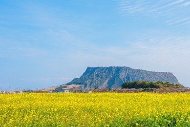 canola field at seongsan ilchulbong, jeju island, south korea