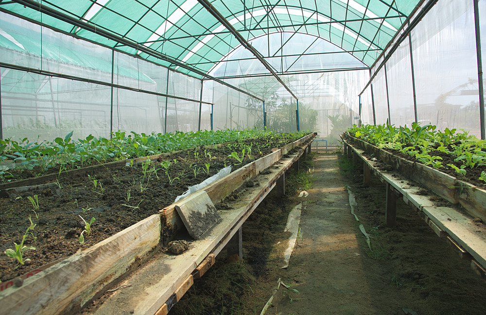 vegetables in the organic farm in greenhouse,is agriculture organic farm
