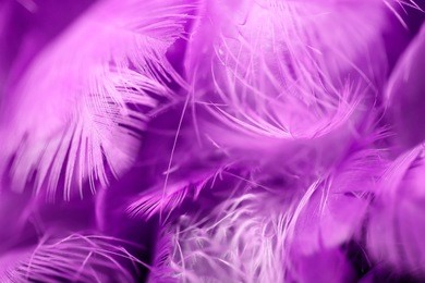 bird,chickens feather texture for background,abstract,postcard,blur style,soft color of art design.fashion 2018 trend.