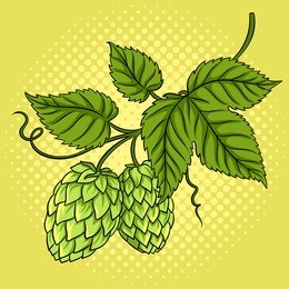 branch of hops pop art retro vector illustration. comic book style imitation.