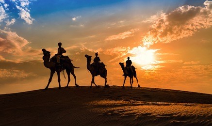 camel caravan silhouette at thar desert, rajasthan, india at sunset.