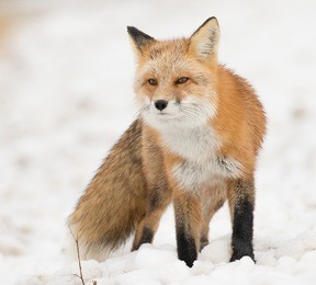 red fox looking past camera