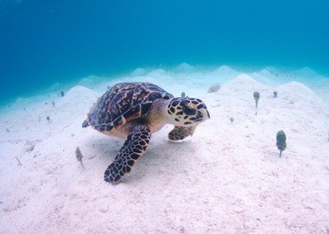 a juvenile hawksbill turtle is swimming over sand in shallow clear water.