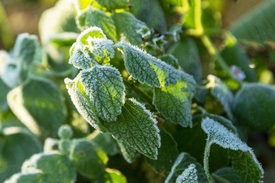 first freeze on sunny day. winter comming and beginning. white, frost leaves.