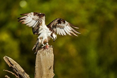 wild osprey, pandion haliaetus. bird of prey with outstretched wings, eating fish on dead tree trunk. close up wild raptor with prey. tarcoles, costa rica