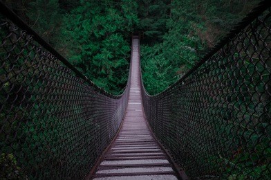 suspension bridge into dark trees 