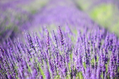 sea of lavender flowers focused on one in the foreground