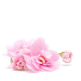pink flower isolated on white -  tender floral background