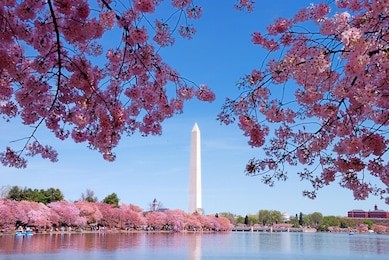 washington dc cherry blossom with lake and washington monument.
