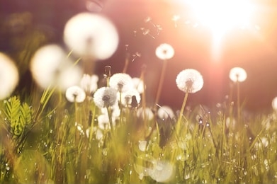 fluffy dandelions glow in the rays of sunlight at sunset in nature on a meadow. beautiful dandelion flowers in spring in a field close-up in the golden rays of the sun.