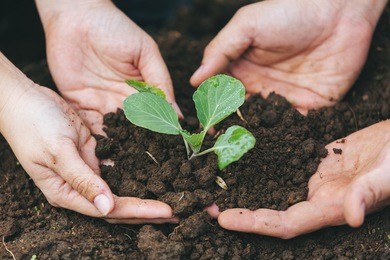 couples plant trees, young love couple planting vegetable, plant