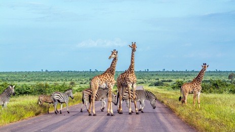 giraffe and plains zebra in kruger national park, south africa ; specie giraffa camelopardalis and equus quagga burchellii