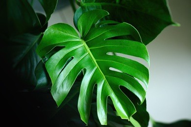 dark green leaves of monstera (split-leaf philodendron) tropical foliage plant growing in wild. floral background. top view - in dark tone