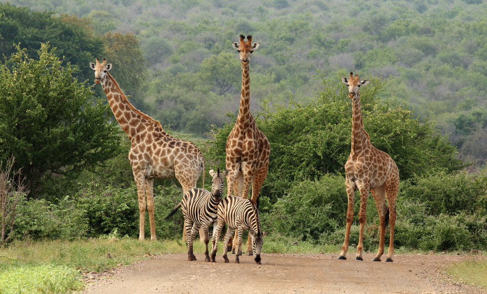 giraffe and zebra walking in on the dirt road in the kruger national park. rsa 