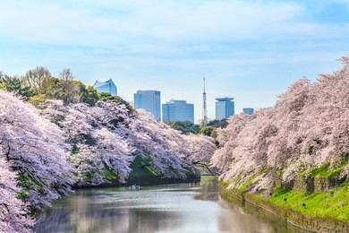 cherry blossoms at chidorigafuchi/chidorigafuchi is a famous sightseeing spot with japanese cherry blossoms
