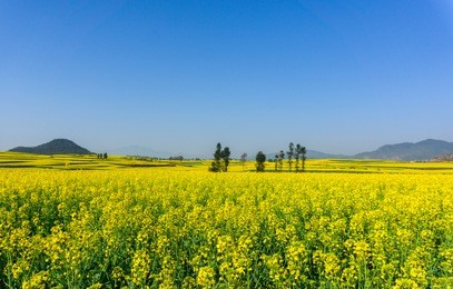 the yellow flowers of rapeseed fields with blue sky at luoping, small county in eastern yunnan, china