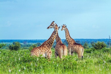 giraffe in kruger national park, south africa ; specie giraffa camelopardalis family of giraffidae