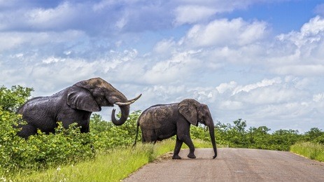 african bush elephant in kruger national park, south africa ; specie loxodonta africana family of elephantidae