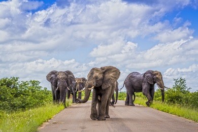 african bush elephant in kruger national park, south africa ; specie loxodonta africana family of elephantidae
