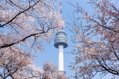 n seoul tower in spring with cherry blossom, seoul, south korea.