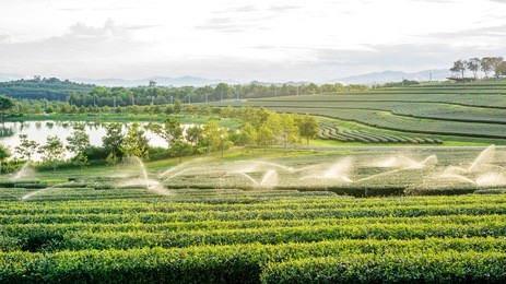 green tea plantation at singha park chiang rai, thailand.