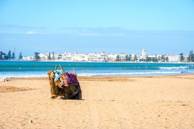 camels lying on the sandy beach by the sea in essaouira beach, morocco