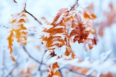 frozen winter nature photo ice and wind close-up in details.