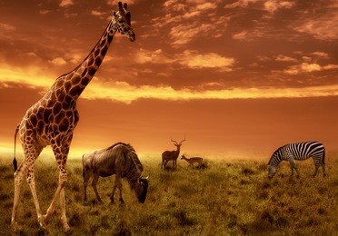 african sunset panoramic background with silhouette of the animals