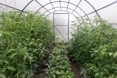 a small greenhouse with a metal frame covered with polycarbonate. designed for growing vegetables. in a greenhouse growing tomatoes, peppers, eggplant.