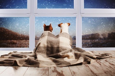 dog and cat under a plaid looking out the window. pets sitting with their backs