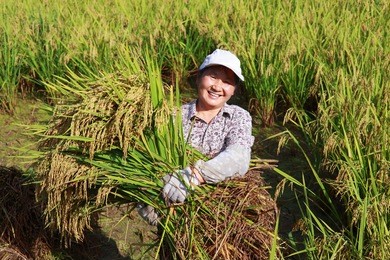 happy asian female farmer working in the rice paddy 