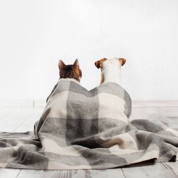 dog and cat under a plaid. pets sitting with their backs