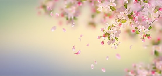 vector background with spring apple blossom. blossoming branch in springtime with falling petals