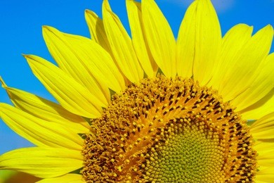 sunflower with the against blue sky.