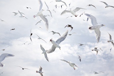 a dense flock of seagulls flying against a cloudy blue sky.