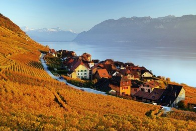 vineyard terraces in the famous lavaux wine region (unesco world heritage site since 2007) overlooking the northern shores of lake geneva, canton of vaud, switzerland