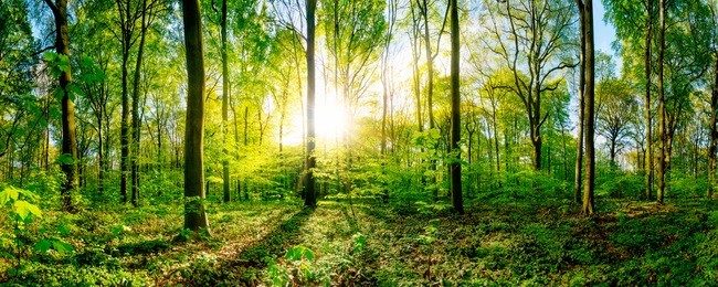 spring in the forest with bright sun shining through the trees
