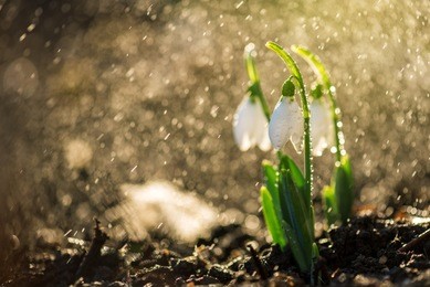 the first spring flowers snowdrops with morning drops.