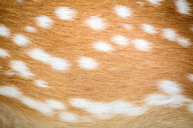 deer in forest africa,white spots brown animal skin texture background.