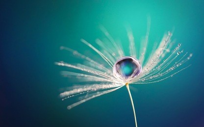 beautiful water drop on a dandelion flower seed macro in nature. beautiful deep saturated blue and turquoise background, free space for text. bright colorful expressive artistic image form