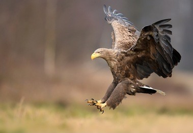white tailed eagle (haliaeetus albicilla)